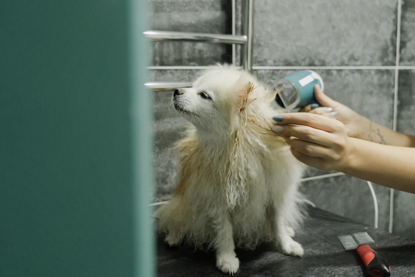 Pomeranian being blow dried
